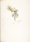 Cliff Rose, Cowania Stansburiana