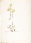 Butter Balls, Eriogonum orthocaulon