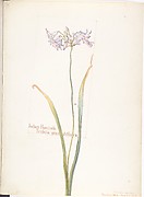 Indian Hyacinth, Tritelia grandiflora