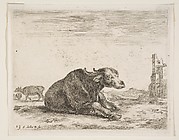 Buffalo Lying Down