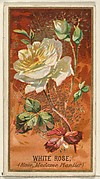 White Rose (Rose, Madame Plantier), from the Flowers series for Old Judge Cigarettes