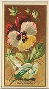 Pansy (Viola tricolor), from the Flowers series for Old Judge Cigarettes