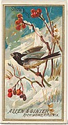 Snow Bird, from the Birds of America series (N4) for Allen &amp; Ginter Cigarettes Brands
