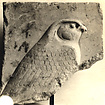 Fragmentary relief plaque with falcon