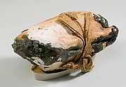 Mummified Pigeon in Case