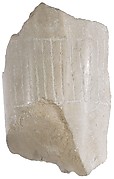 Limb with garment edge (?) or fringe (?)