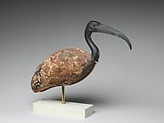 Ibis
