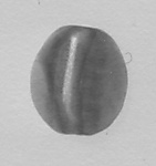 Cowroid bead