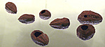 Pit from a Balanites tree with a hole caused by a rodent