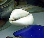 Cowrie shell