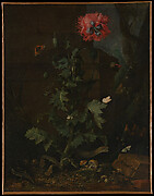 Still Life with Poppy, Insects, and Reptiles