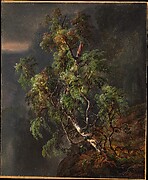 Birch Tree in a Storm