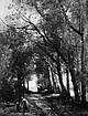 A Lane through the Trees