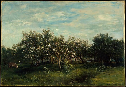 Apple Blossoms