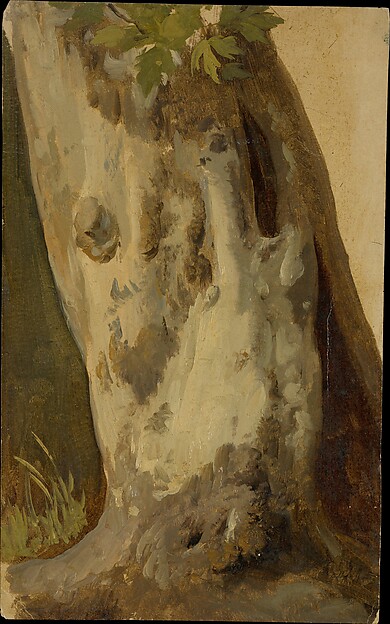 Plane Tree