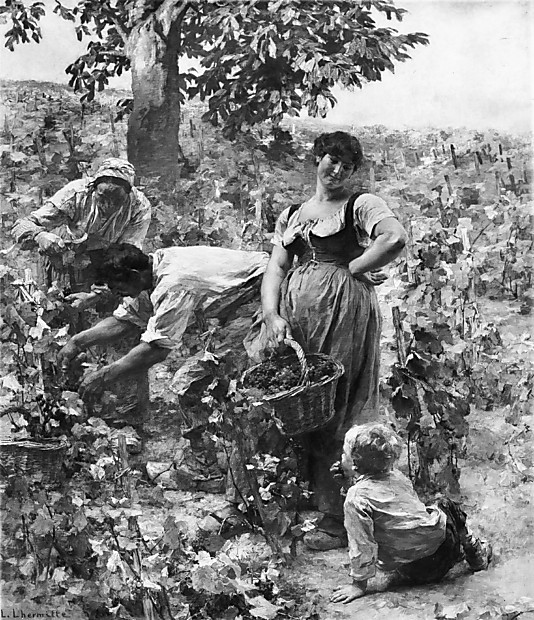 The Grape Harvest