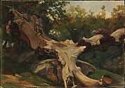 Uprooted Tree, Olevano
