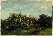 Apple Blossoms