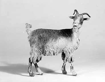 Female adult goat