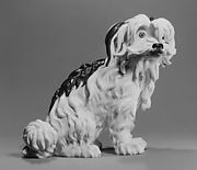Bolognese terrier