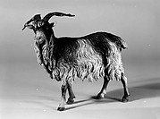 Male adult goat