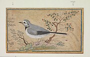 Study of a Bird