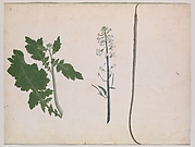 A Radish Plant, Seed and Flower