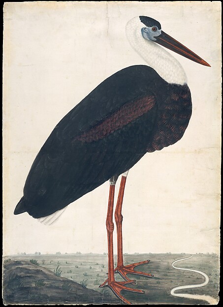 Black Stork in a Landscape