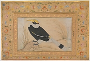 "Great Hornbill", Folio from the Shah Jahan Album