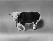 Hereford Bull