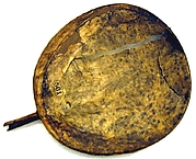 Kelyaut