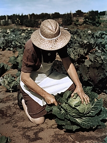 Virginia Norris with Homegrown Cabbage, One of the Many Vegetables Which the Homesteaders Grow in Abundance