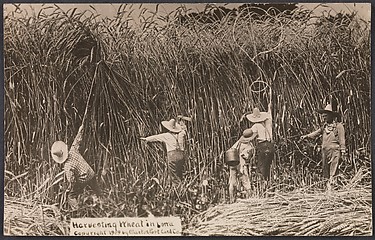 Harvesting Wheat in Iowa
