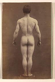 [Male Musculature Study]