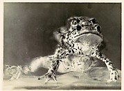 [Frogs Copulating]