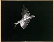 Flying Fish, Catalina Island