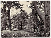 Cedars of Lebanon