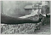 [Hand Feeding Elephant Trunk, Zoo]