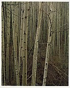 Aspens in Early Spring, New Mexico