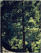 Ponderosa Pine, New Mexico