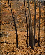 Yellow Aspens, Colorado