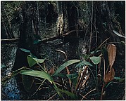 Cypress Swamp, Florida