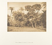 Bois de Dattiers et de Doums, à Hamarneh