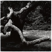 The Tree, Martha's Vineyard