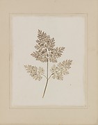 Leaf of a Plant