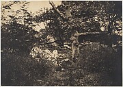 [Forest of Fontainebleau]