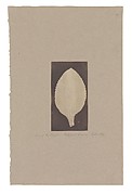 Leaf of the Foxglove