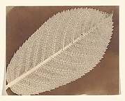 [Leaf]