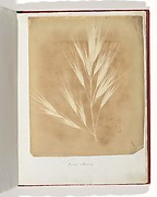 Bromus Maximus, Genoa