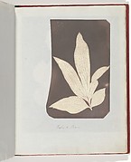 Foglia di Peonia